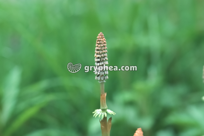 Prêle des bois (Equisetum sylvaticum) - gryphea.org